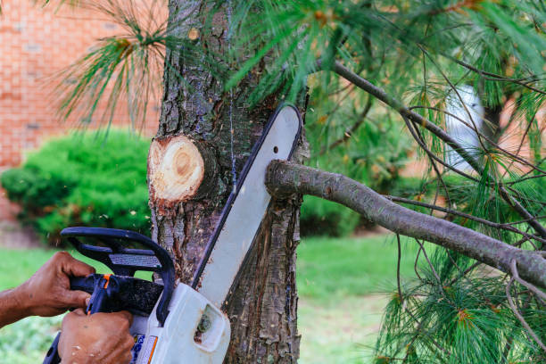 How Our Tree Care Process Works  in Steelton, PA